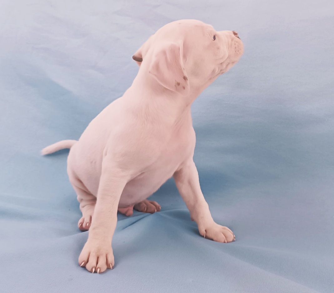 American pitbull blue nose