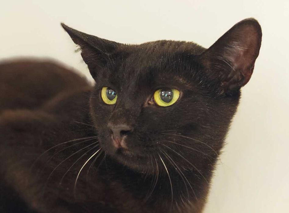 Попелюшка — сором’язлива і трепетна милашка (1 рік, кішка)