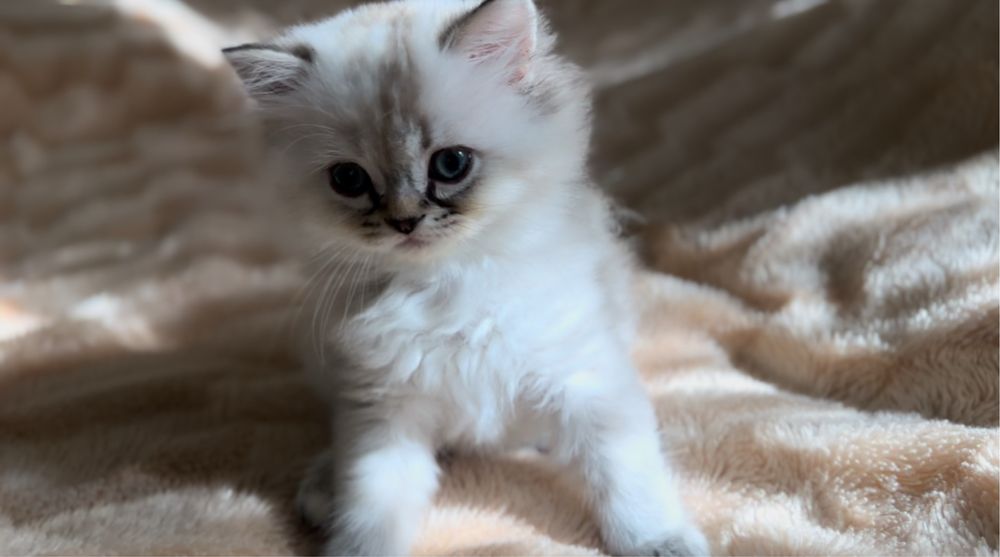 Британські 4 Кошенята для Люблячих Хазяів