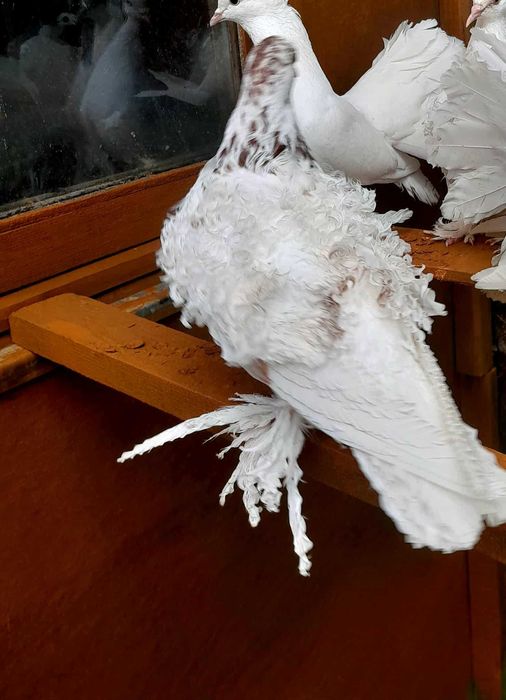 Gołębie ozdobne  loczki