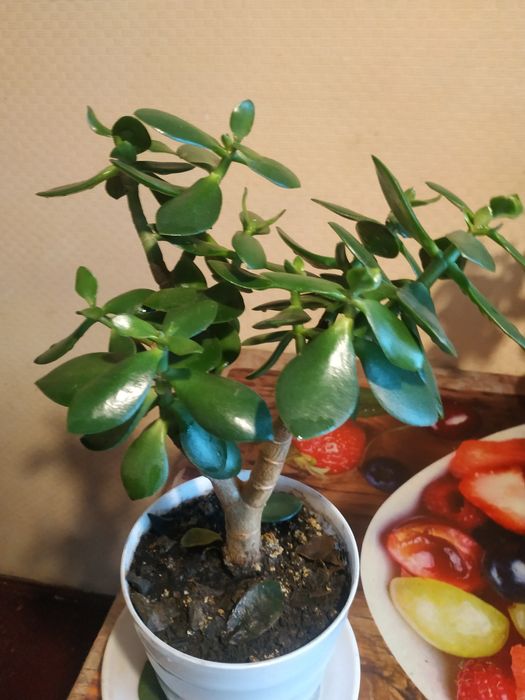 комнат. растен. "Денежное дерево" разных размеров, с горшком -4 года