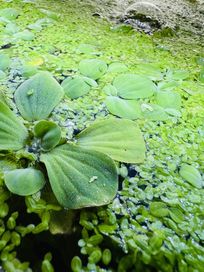 Rośliny akwariowe pistia, rzęsa widna, rogatek