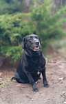 Sunia rasy labrador Kawka szuka domku