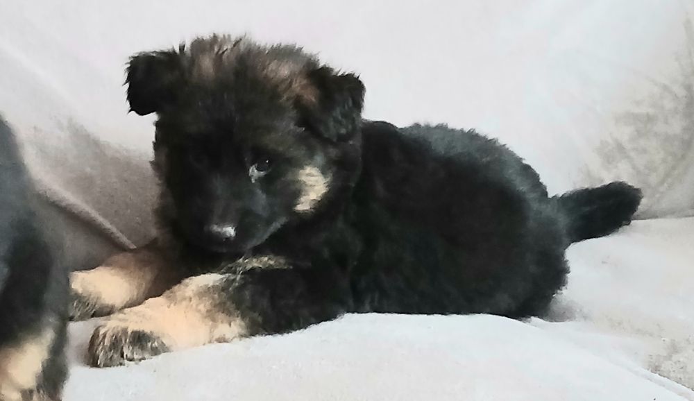 Owczarek Niemiecki Busko -Zdrój Szczeniak