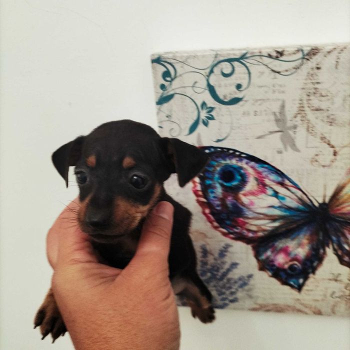 Pinscher fêmea top