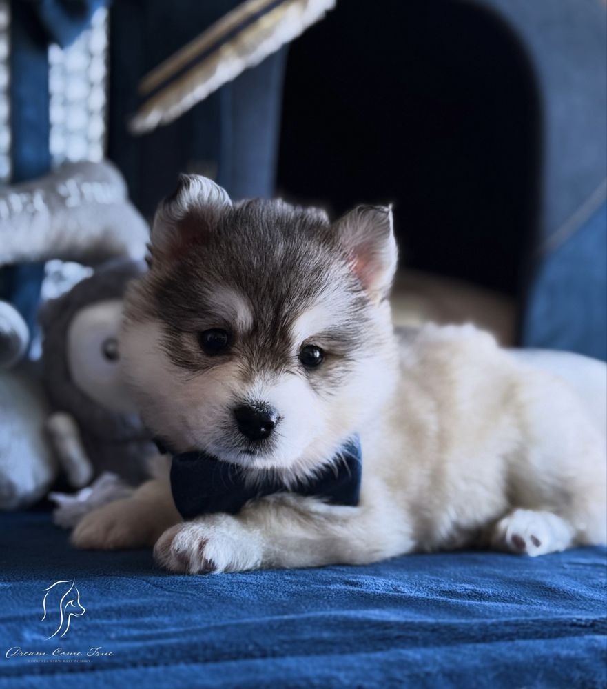Pomsky ( Mini Husky )