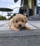 Maltipoo suczka do rezerwacji