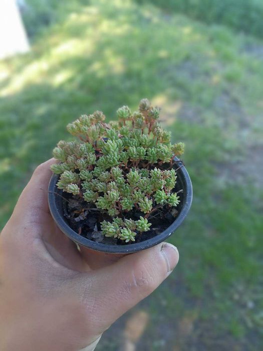 Декоративні трави