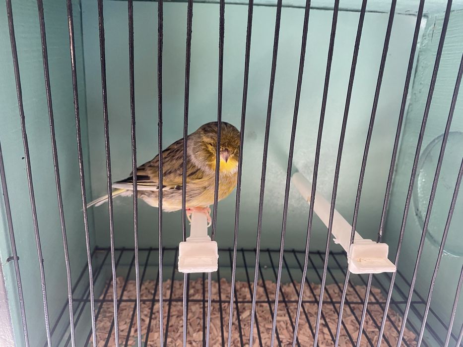 Canarios machos e femeas