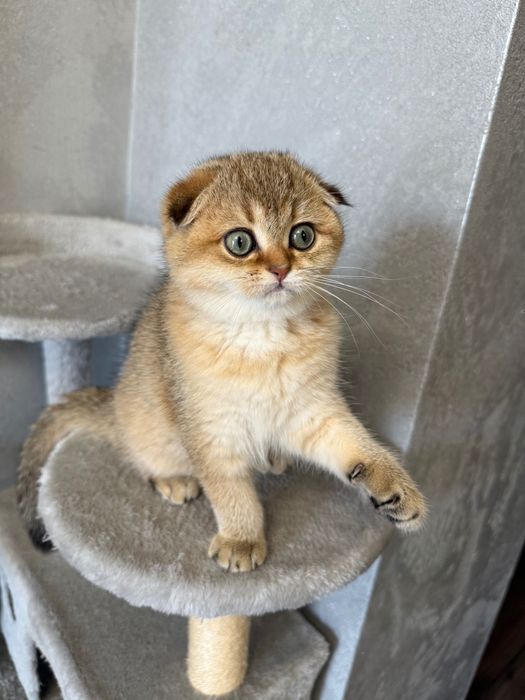 Zwisłoucha szkocka szynszyla, dziewczynka