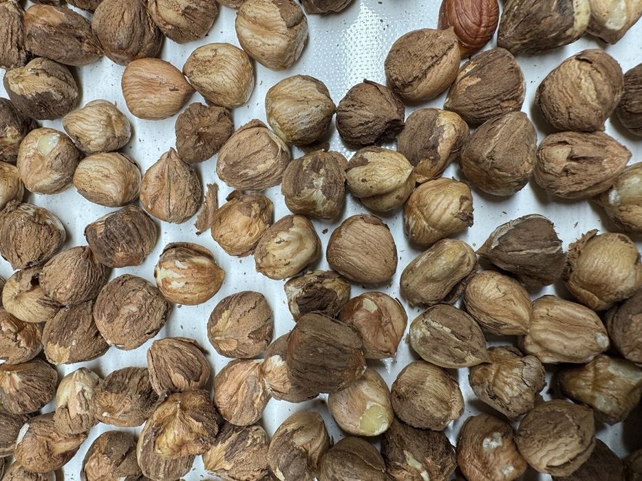 Продаж очищеного фундуку ОПТОМ