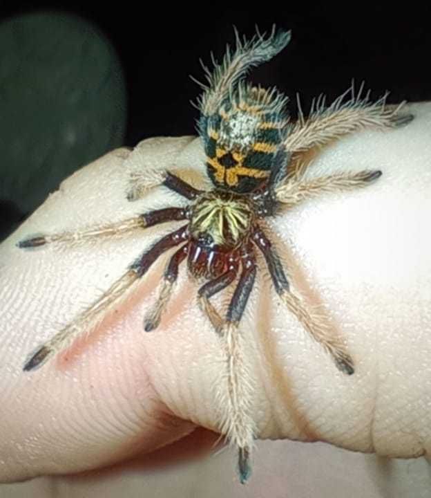 Ptasznik Chromatopelma cyaneopubescens L2/L3 [IDEALNY NA ŚWIĘTA]
