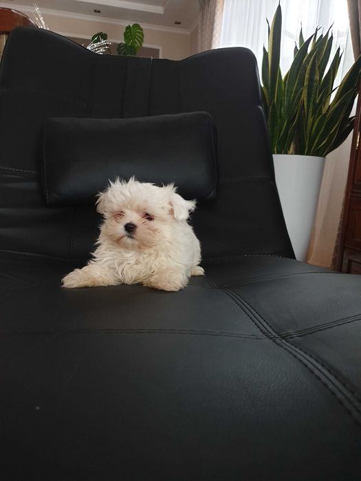 Maltańczyk uroczy szczeniak