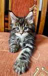 Maine Coon,  kotka, rodowód FPL, opcja hodowlana