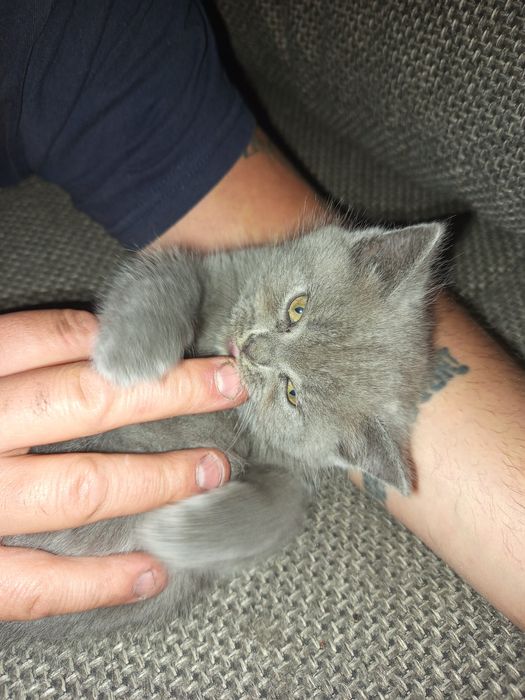 Kot brytyjski niebieski Djego do rezerwacji