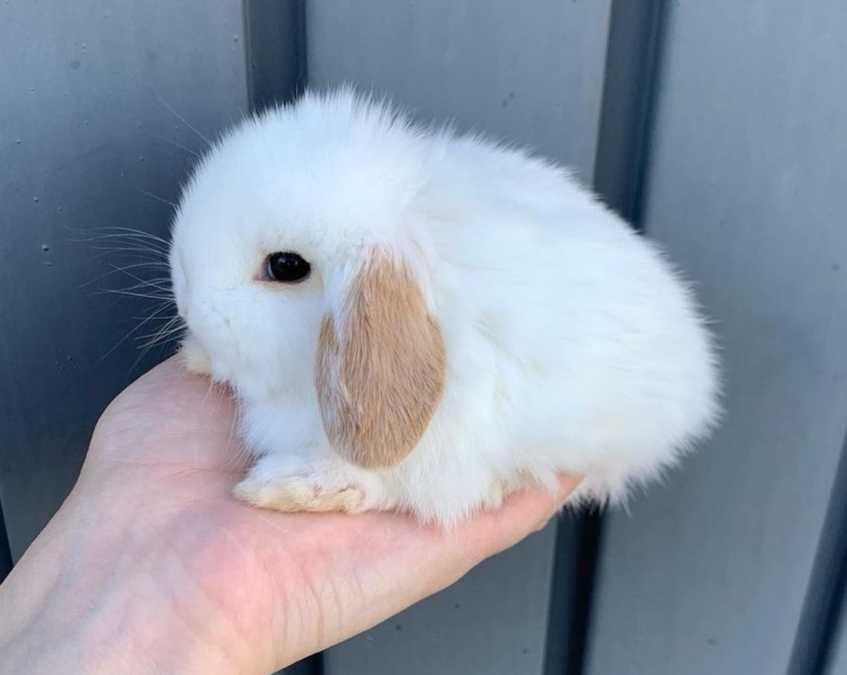 Coelhos anões orelhudos + gaiola nova + alimentação adequada