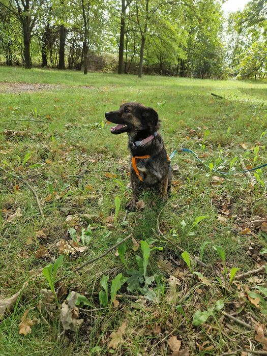 Filip- kompaktowy śliczny pręgowany psiak