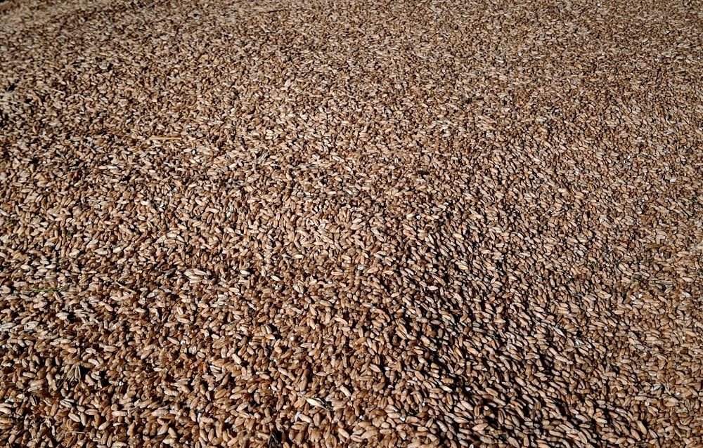 Pszenżyto ładne czyste tegoroczne