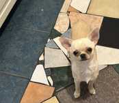 Chihuahua krótkowłosa