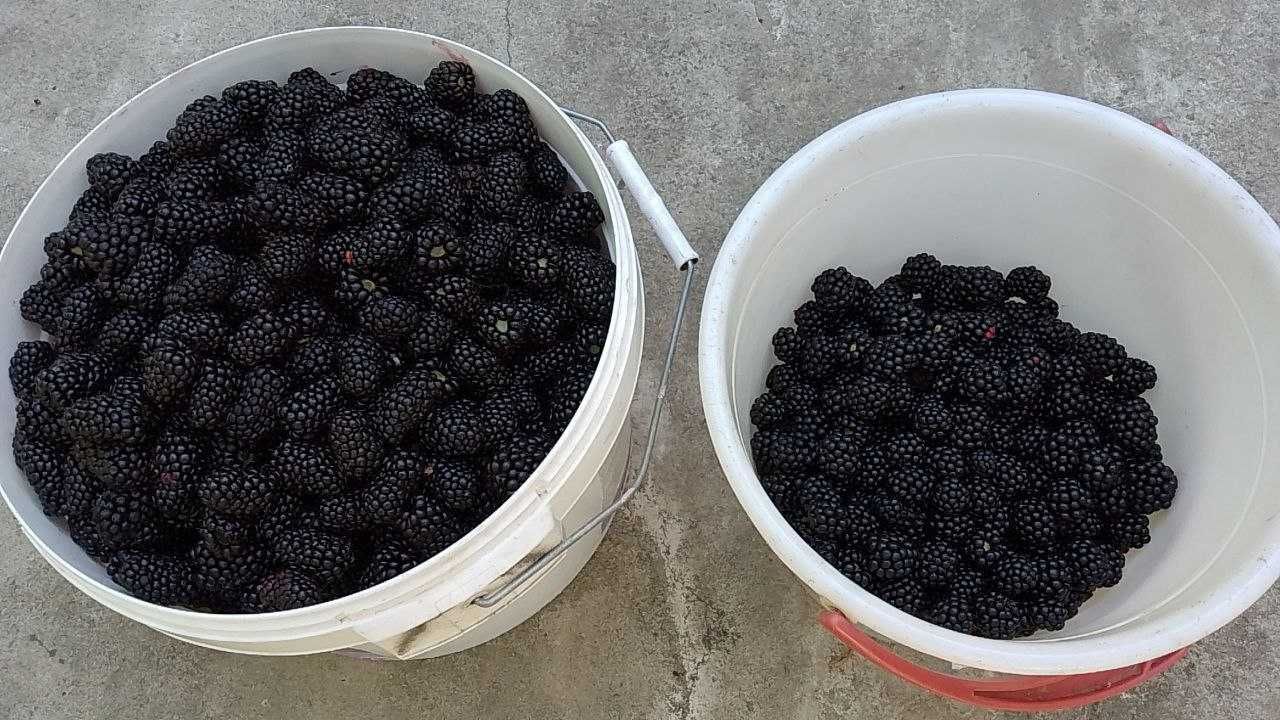 Ежевика безшипная ранняя саженцы