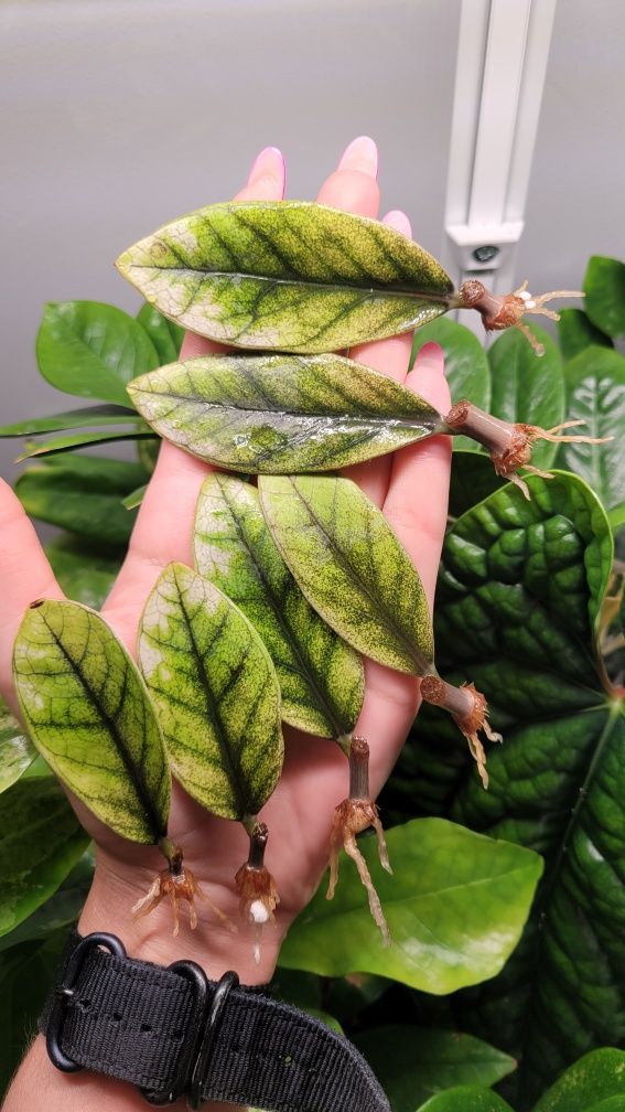 Zamioculcas Raven Emerald
