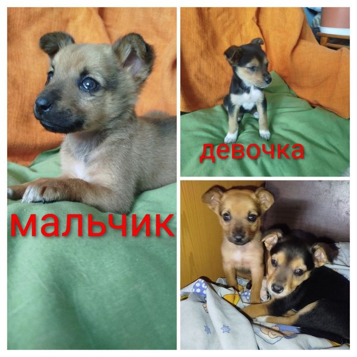 Отдам даром в добрые руки щенков метисы небольшой породы
