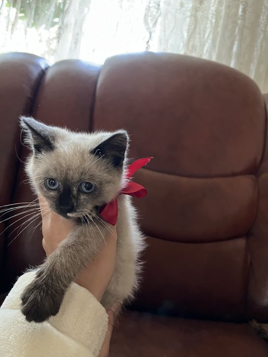 Продам сіамську дівчинку