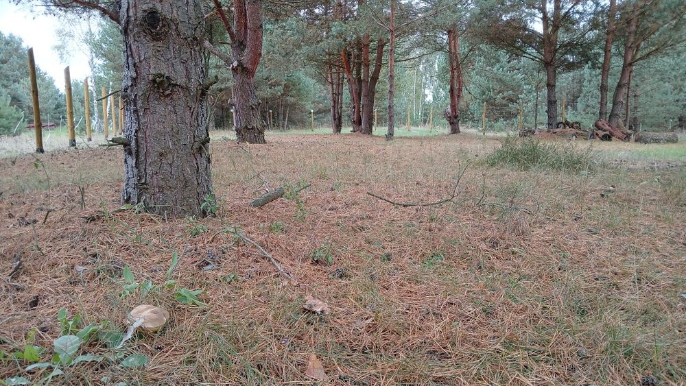 Sprzedam działkę leśną