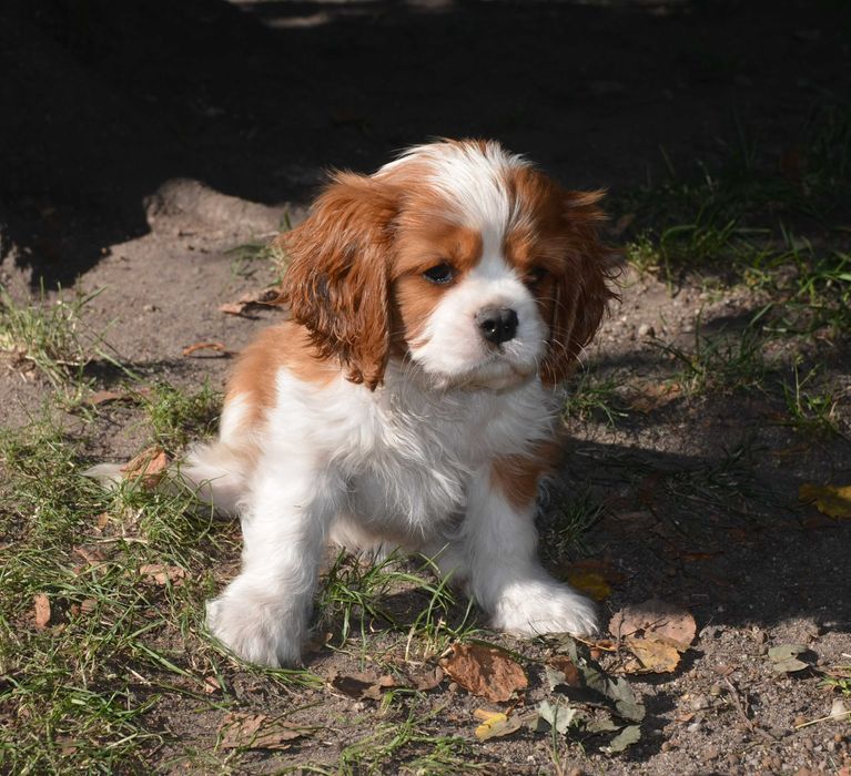 Cavalier King Charles Spaniel FCI/ZKWP piesek