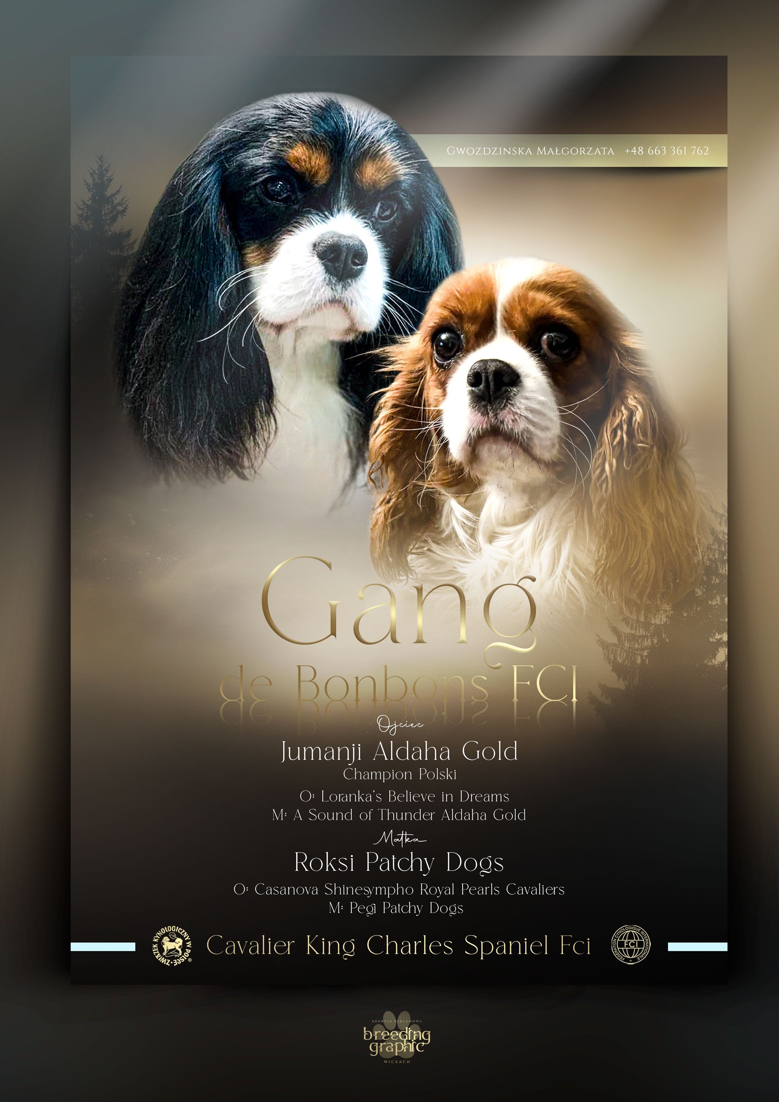 Cavalier King Charles Spaniel Zkwp /fci po Chamionie