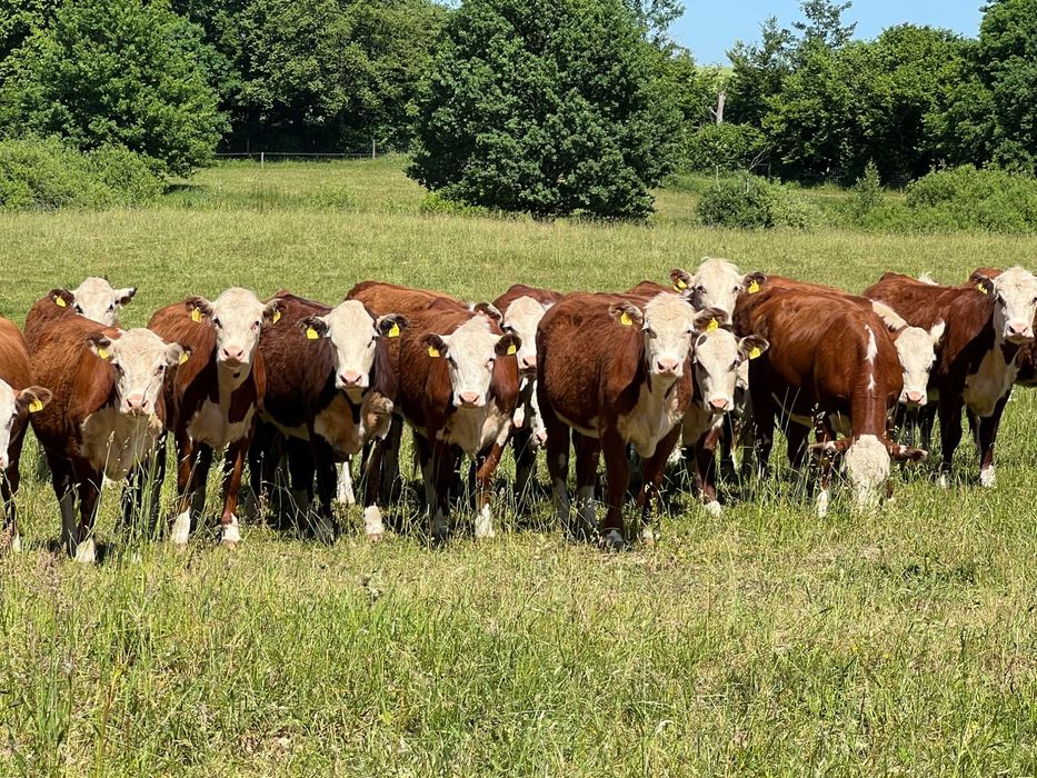Sprzedam jałówki hodowlane bydła rasy Hereford, certyfikat ekologiczny
