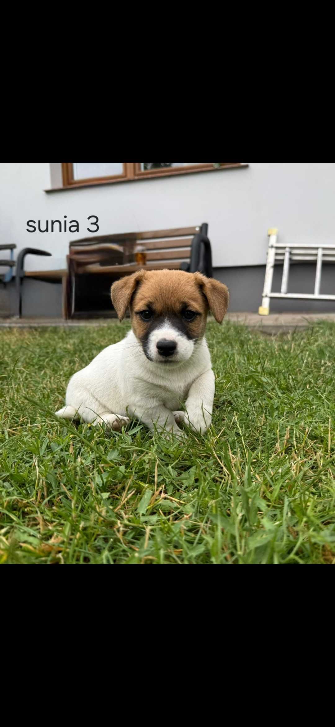 Jack Russell Terrier