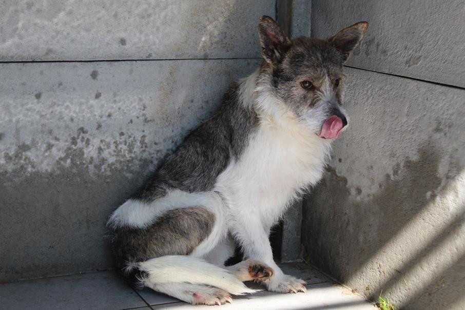 103449 Ludmiła do adopcji