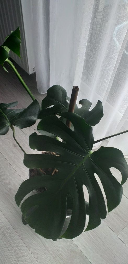 Monstera dziurawa