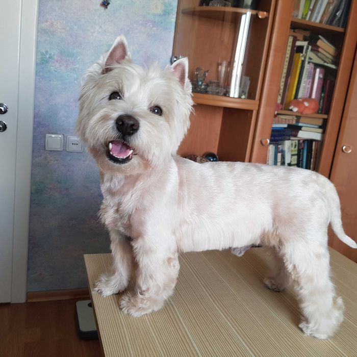 Стрижка грумінг собак в Києві  профессійно