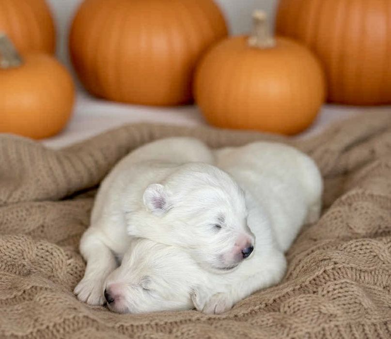 Samoyed Royal Winter FCI dostepny samiec