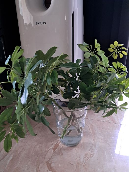 Szeflera sadzonki, 3szt . 40 cm