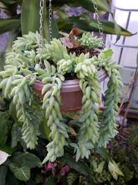 FloresOnline: Rabo de burro/Donkey's tail (Sedum morganianum)