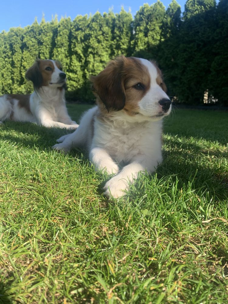 Kooikerhondje płochacz holenderski