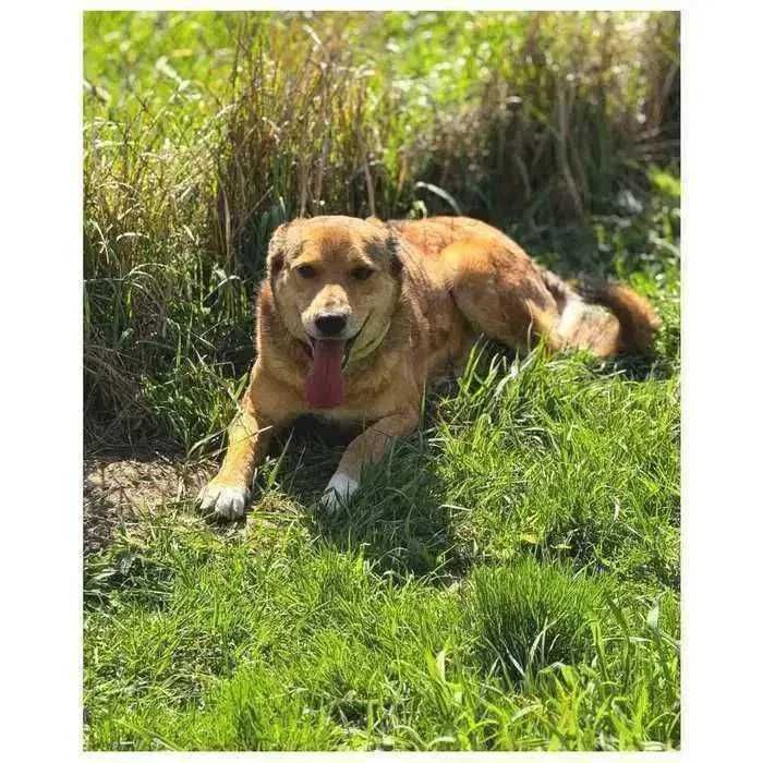 Пес  ищет  семью