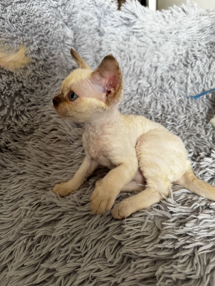 Piękna koteczka Devon Rex