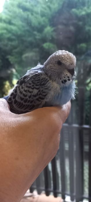 Młode Niebieskie Faliste