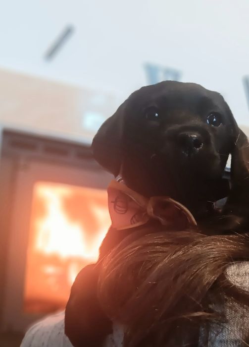 Labrador Retriever szczenie koloru czarnego po ojcu pochodzenia FCI