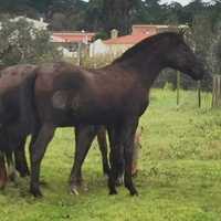 Poldra preta lindissima