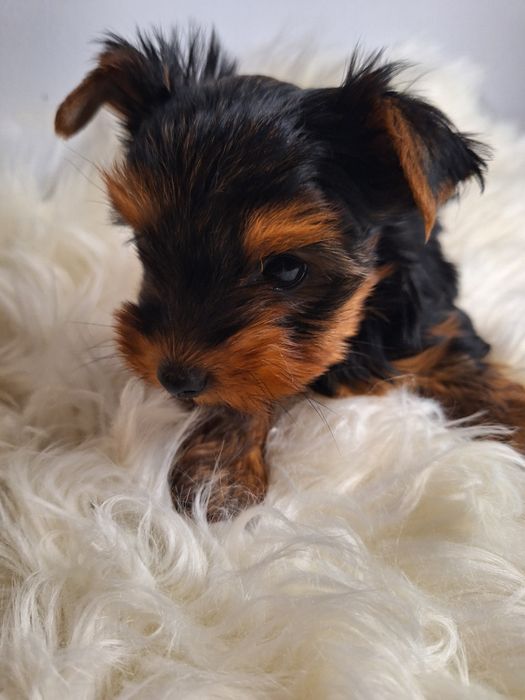 York żywe sreberko piesio