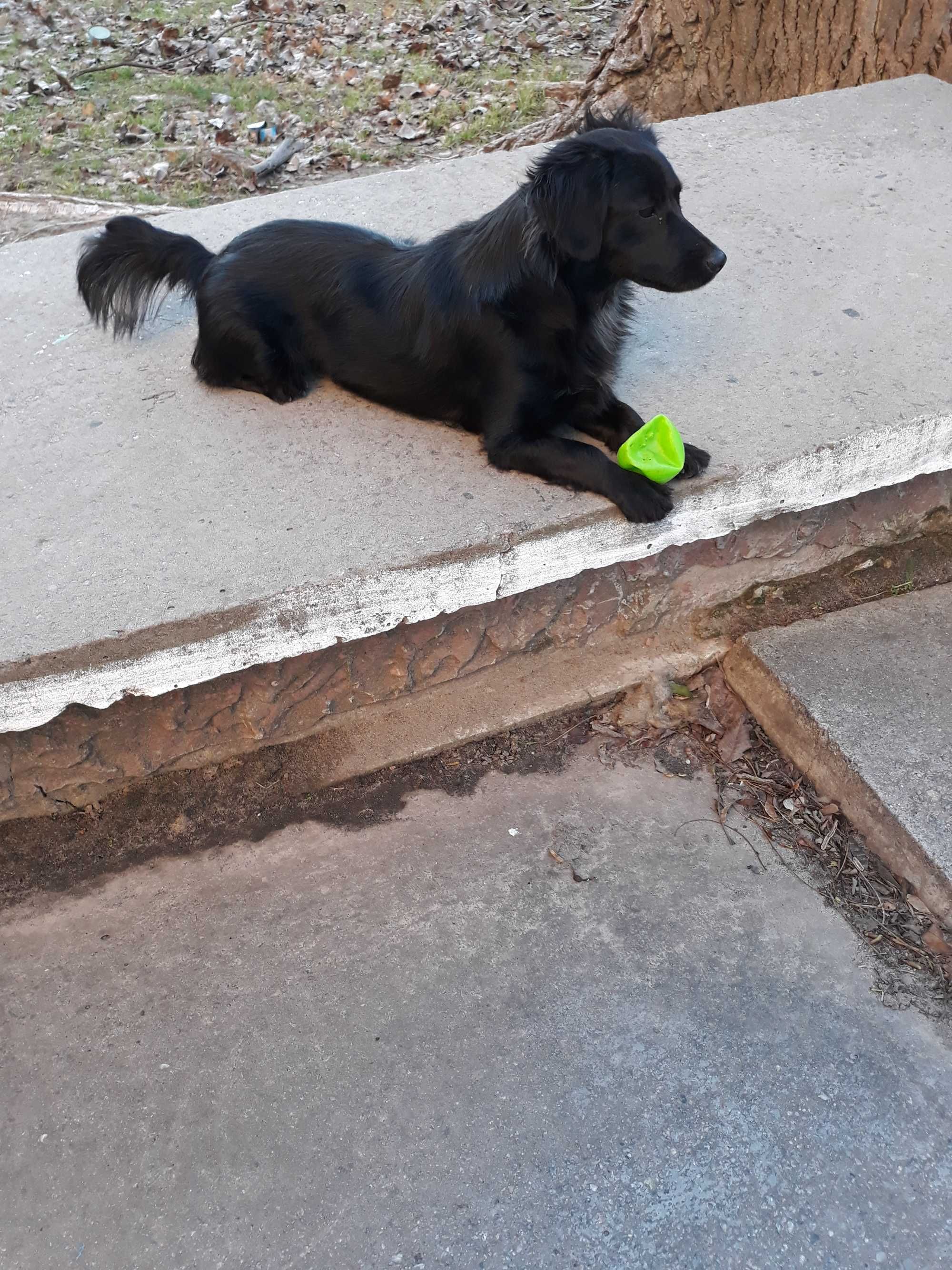 у кого то убежала эта собачка