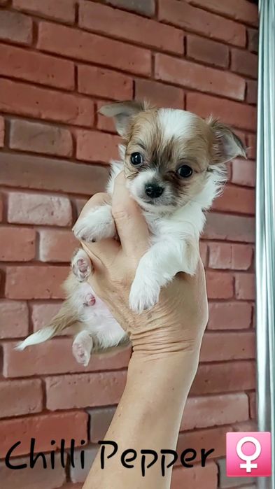 Miniaturowa długowłosa suczka chihuahua CUDO