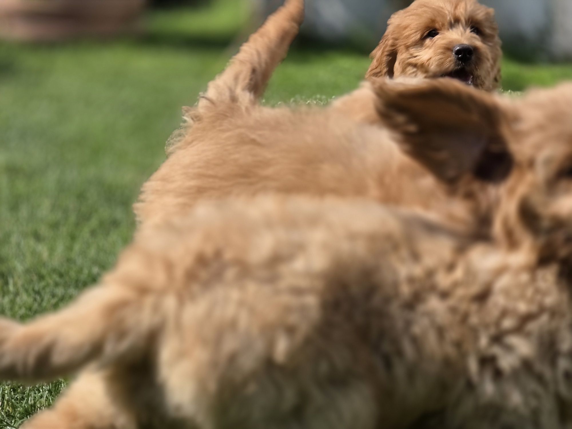 Goldendoodle piesek f1