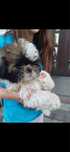 Sunia shih tzu gotowa na zmianę domu