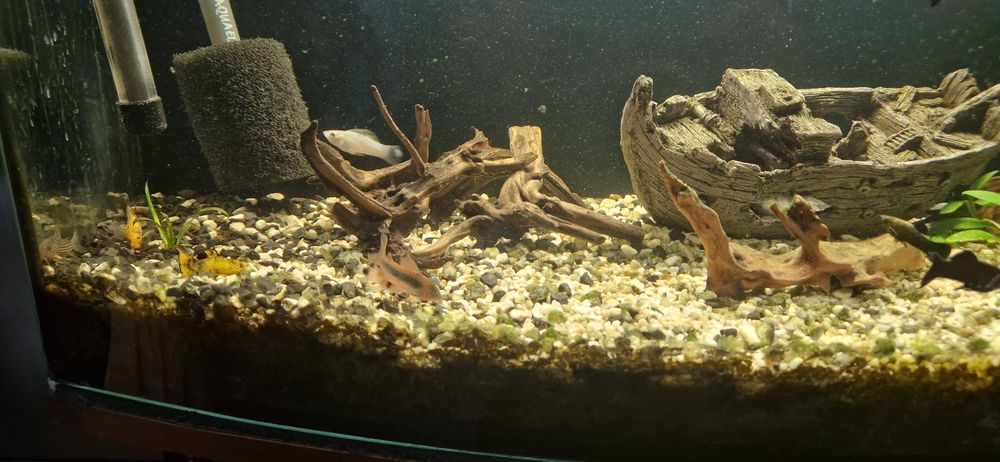 Molinezja księżycowa